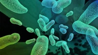 Danish researchers find treatment for multi-resistant bacteria
