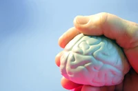 Danish researchers map out new brain mechanism